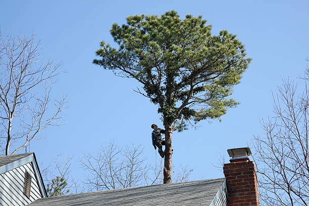 Best Commercial Tree Services  in Venice, IL